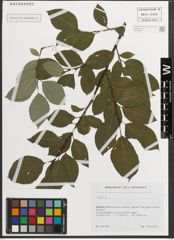 Foto von Salix L.